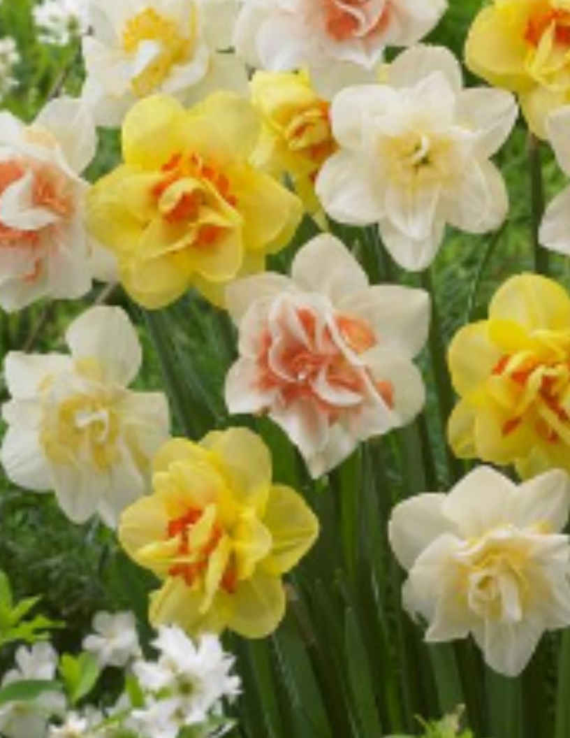 Home Belle River Flower Farm