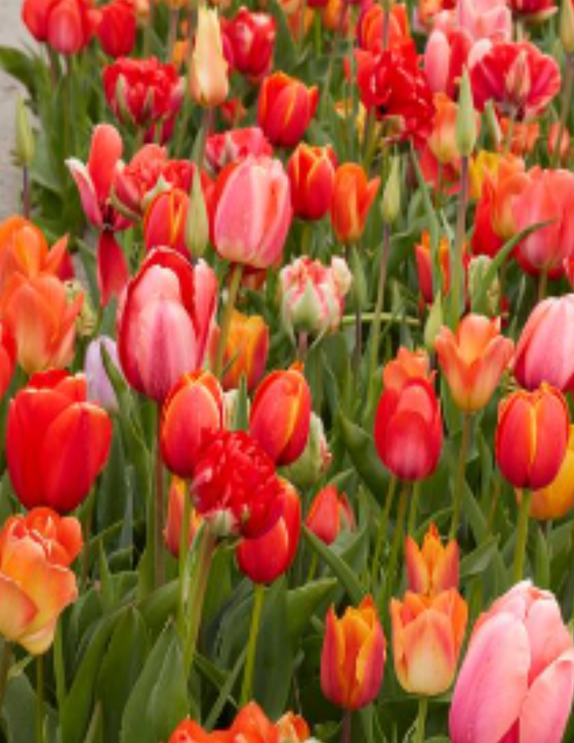 Home Belle River Flower Farm