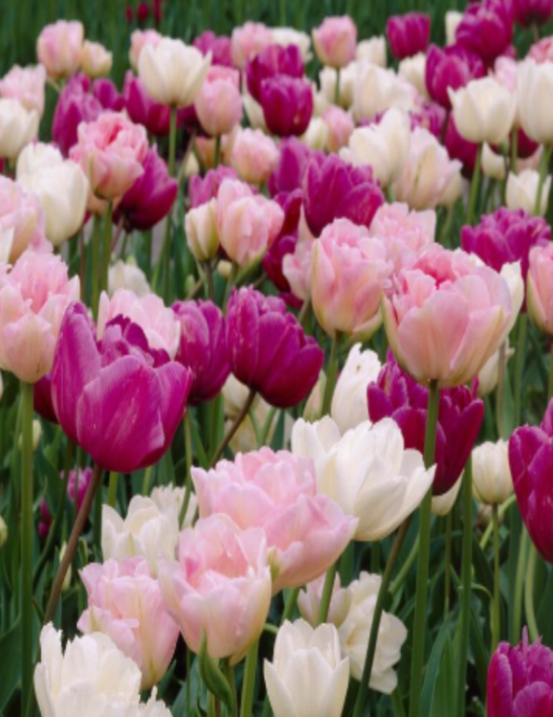 Home Belle River Flower Farm