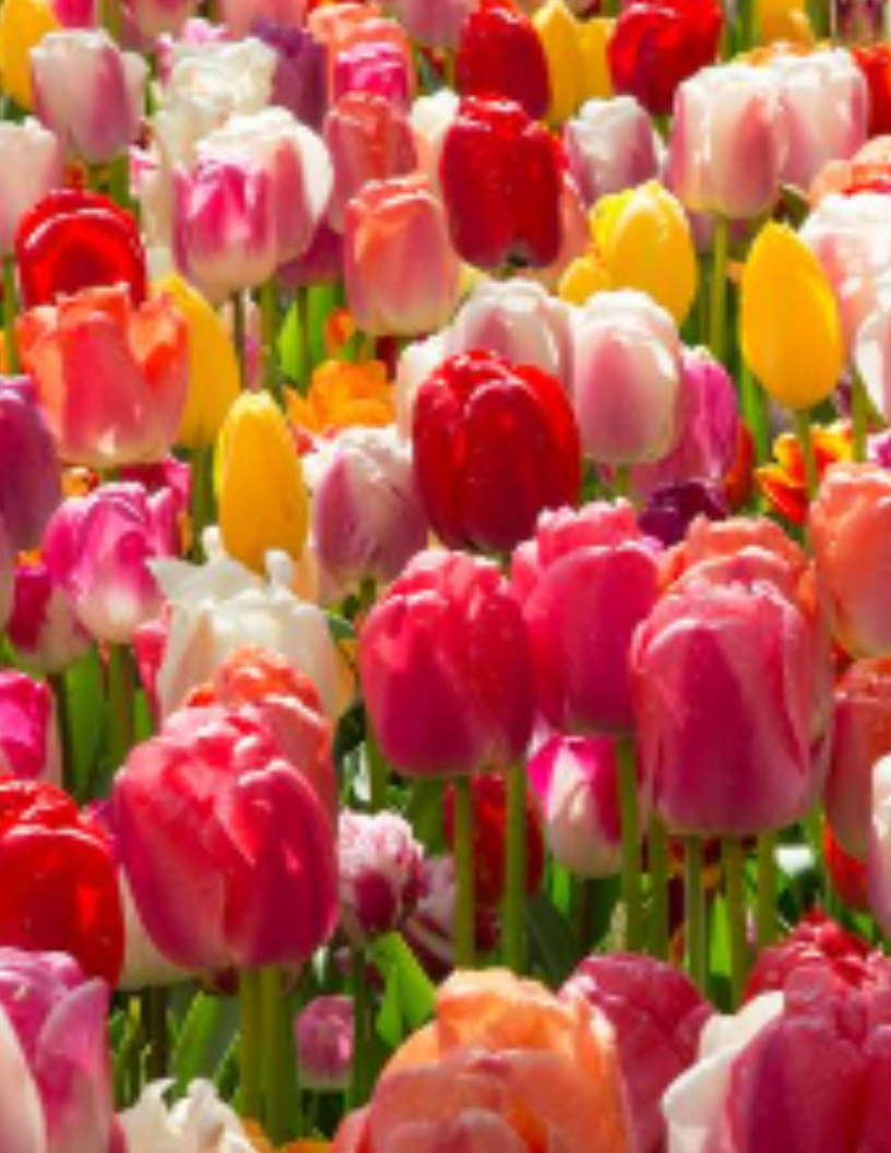 Home Belle River Flower Farm